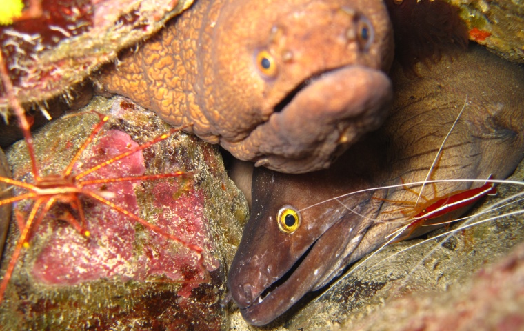 Sal Island dive centre